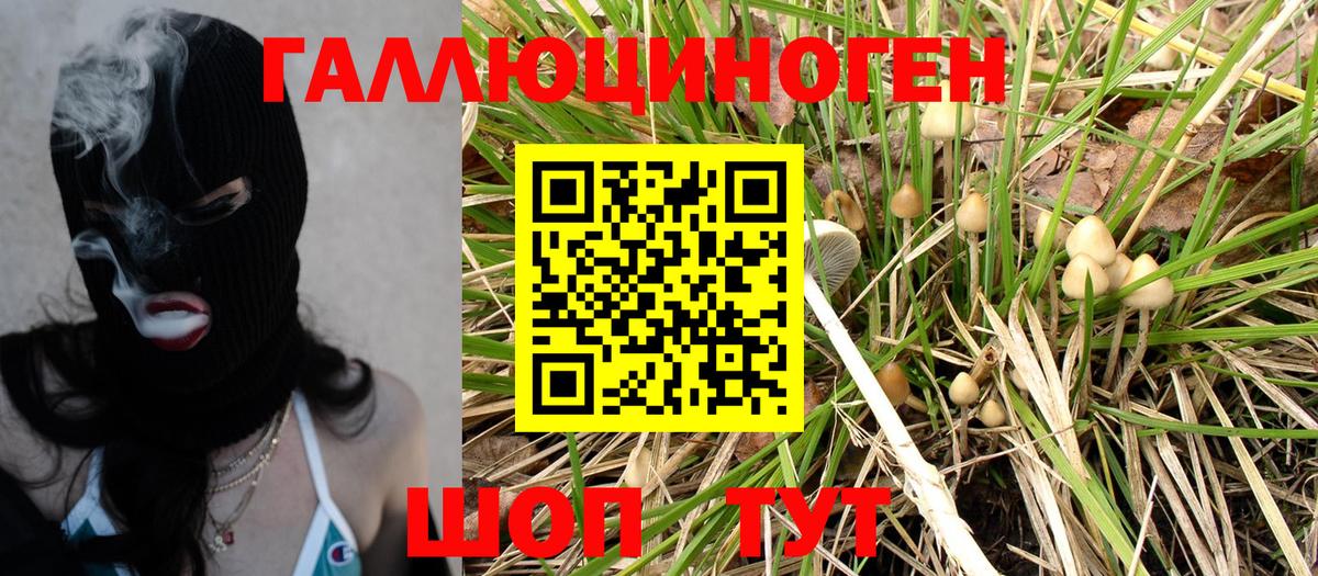 Псилоцибиновые грибы Psilocybine cubensis Унеча